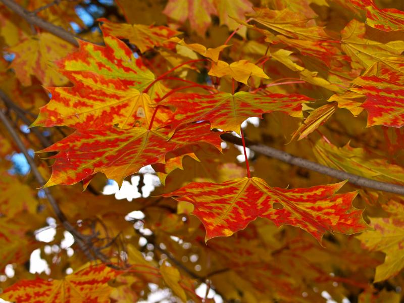 PA218194.jpg - OLYMPUS DIGITAL CAMERA