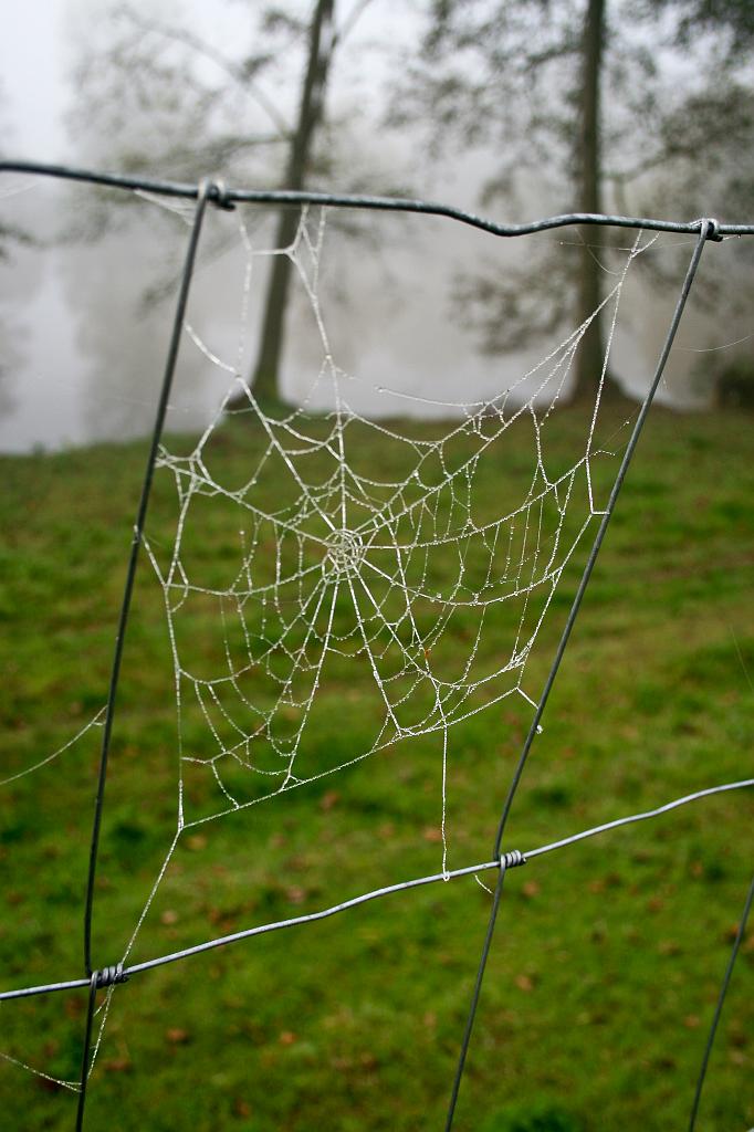 111022-16.jpg - Pavučina