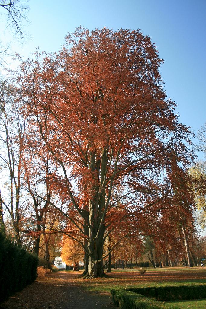 111106-28.jpg - Jičín - Valdštejnská lodžie - park