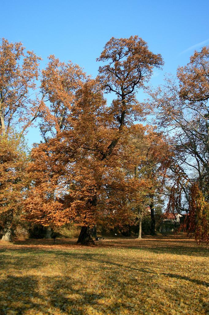 111106-30.jpg - Jičín - Valdštejnská lodžie - park