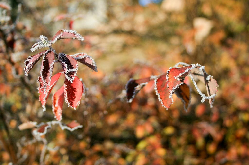 111116-24.jpg - Jinovatka