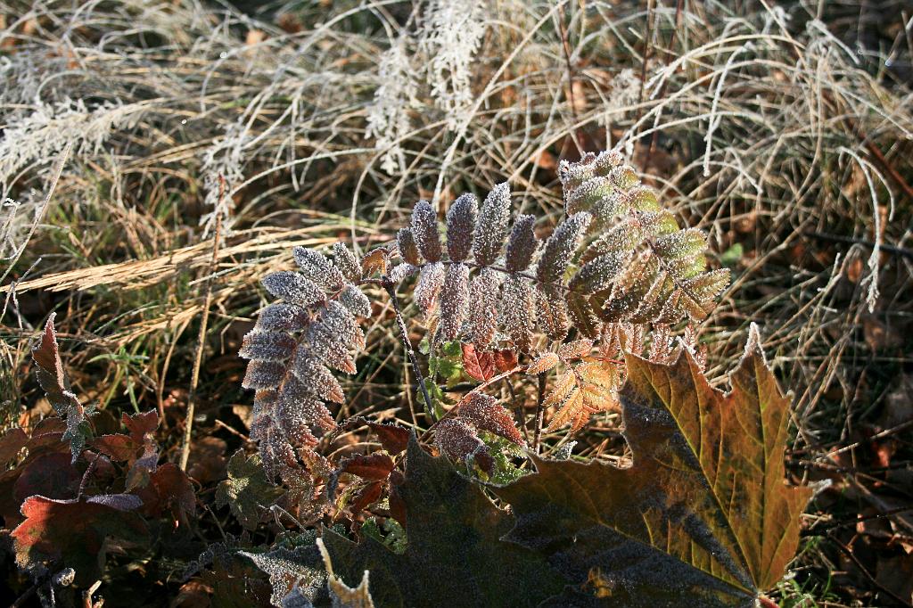 111116-27.jpg - Jinovatka