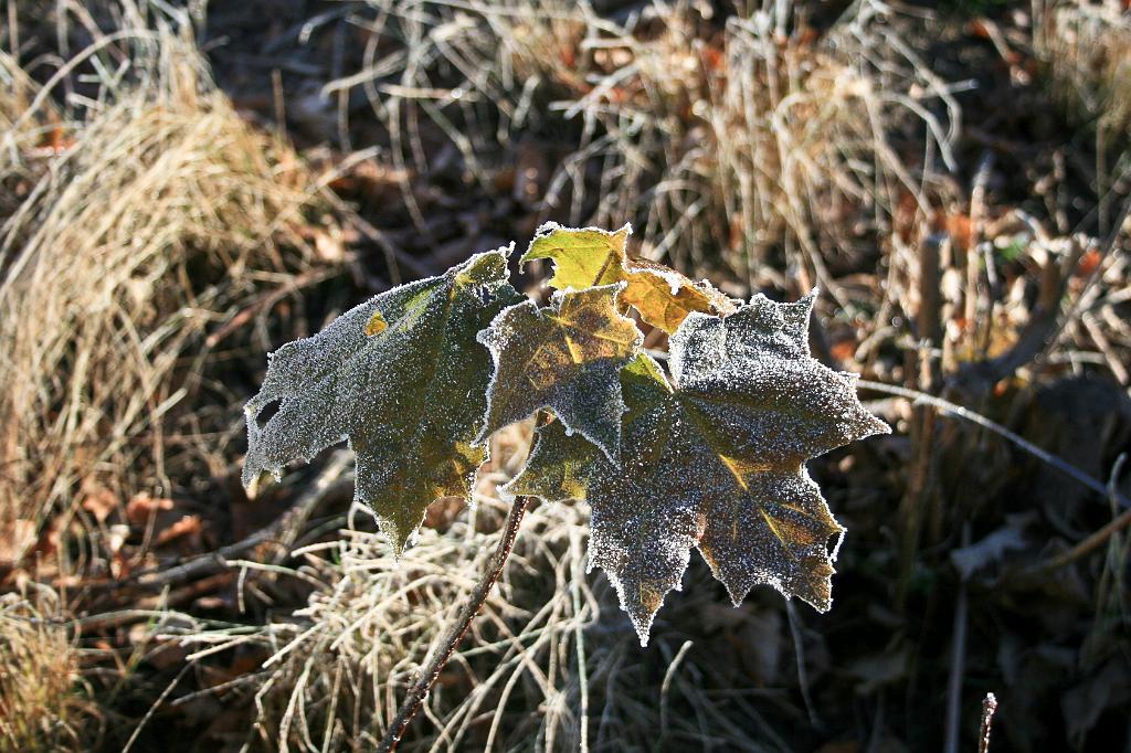 111116-28.jpg - Jinovatka