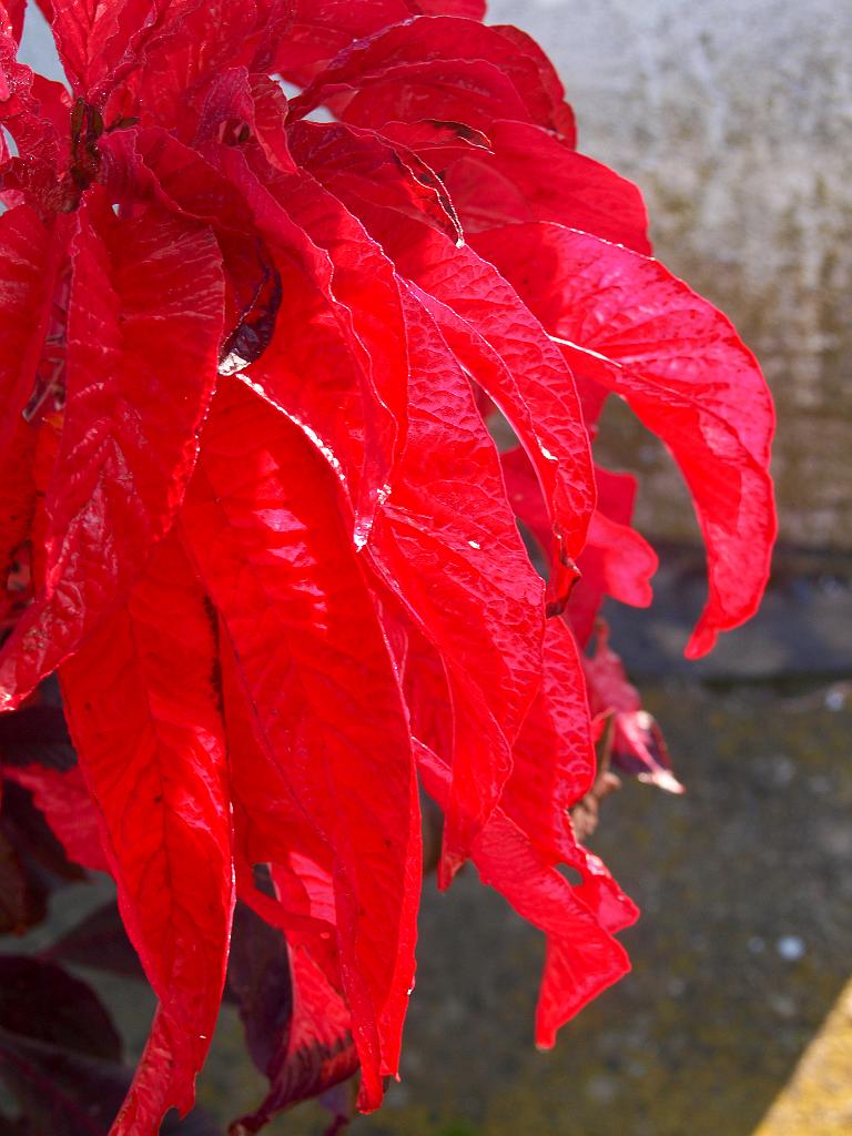 P9270681.jpg - OLYMPUS DIGITAL CAMERA