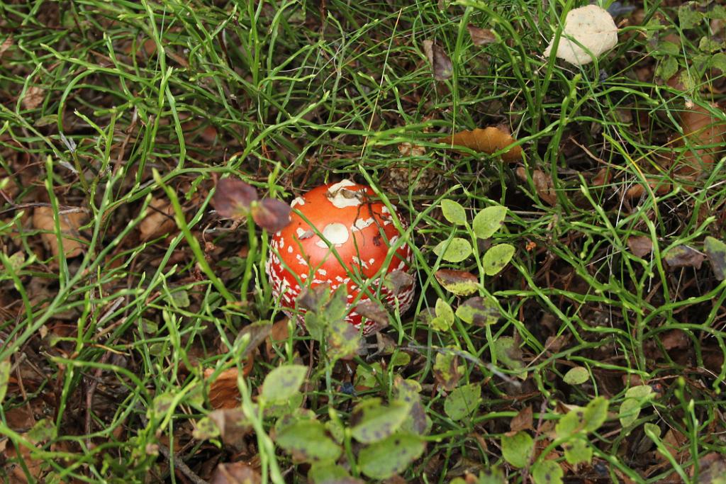 131002-01.JPG - Muchomůrka