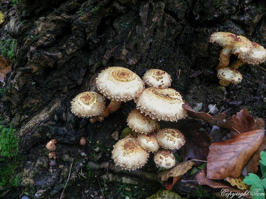 DSCN8998.jpg - Český kras