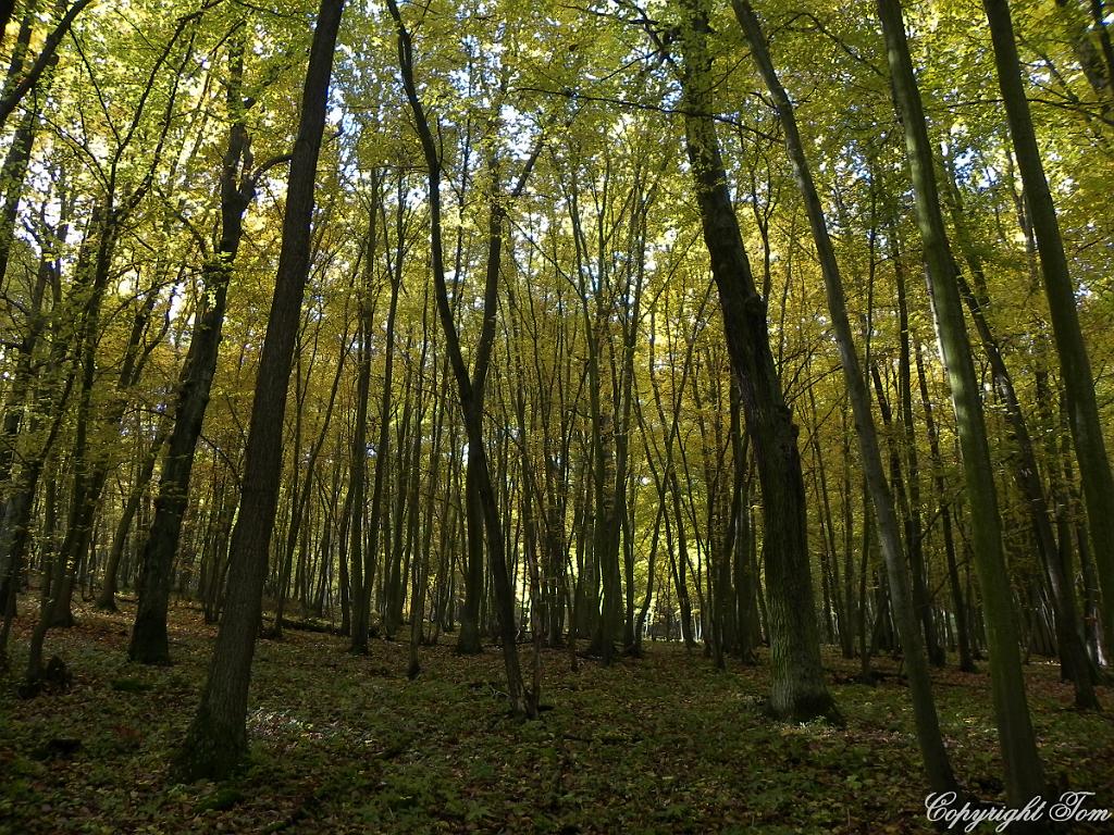 DSCN9030.jpg - Český kras
