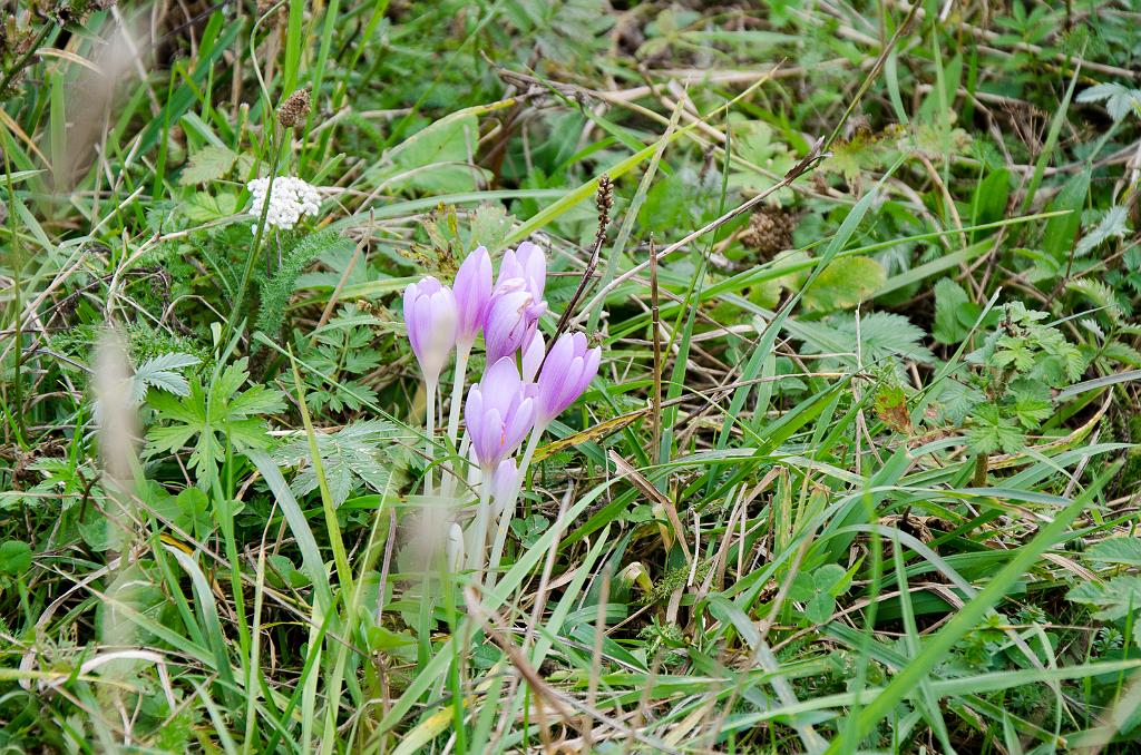 DSC_0408.jpg