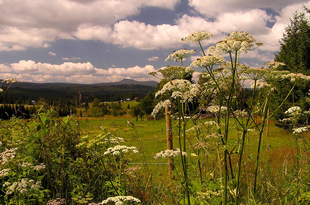 P8070027.jpg - Šumava