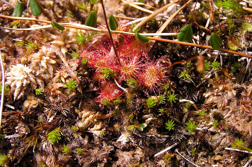 P8070057.jpg - Šumava