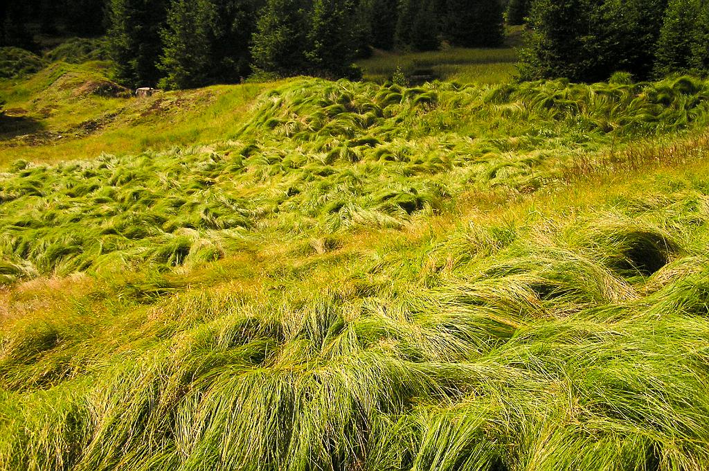P8070080.jpg - Šumava