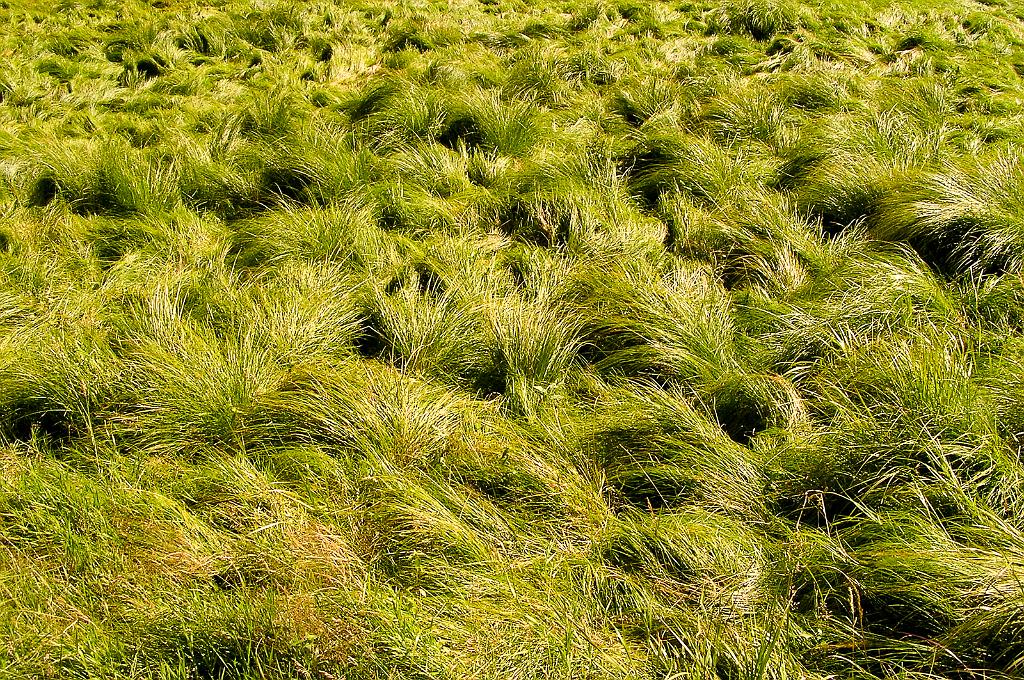 P8070102.jpg - Šumava