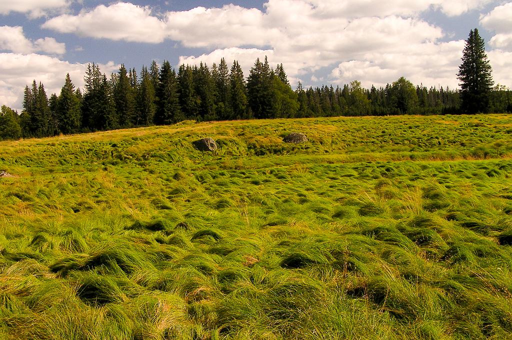 P8070121.jpg - Šumava
