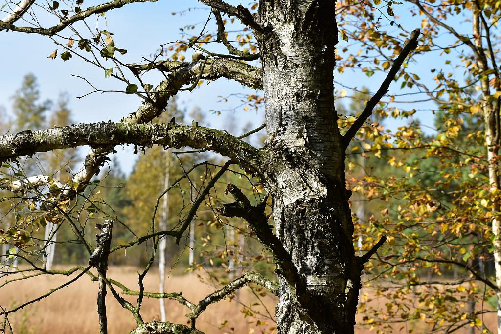 DSC_0378.jpg - D5600
