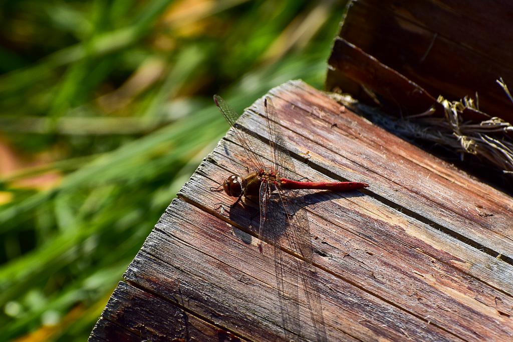 DSC_0384.jpg - D5600