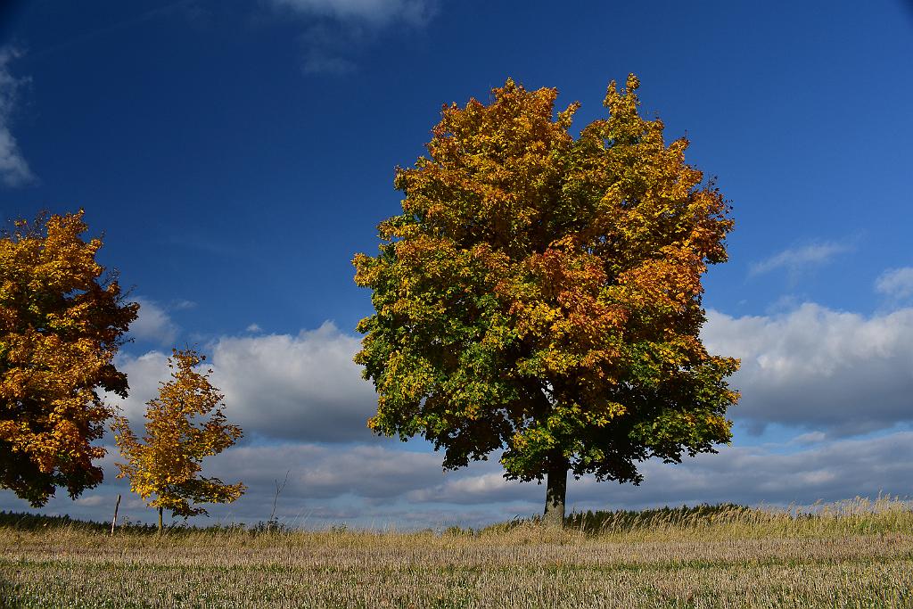 DSC_0434.jpg - D5600