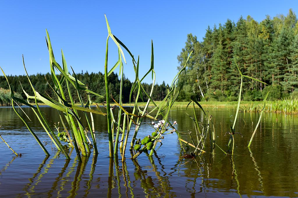 DSC_0877.jpg - D5600