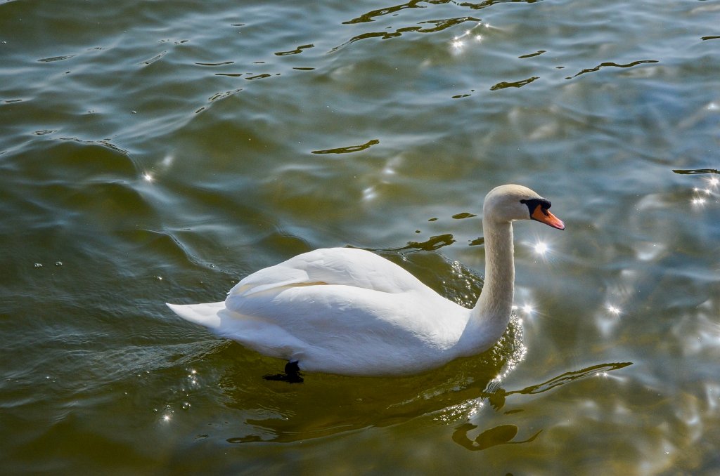 Machac_5.jpg - Máchovo jezero