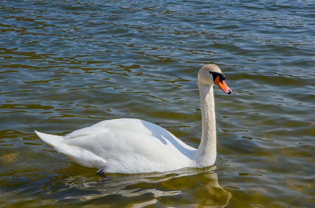 Machac_7.jpg - Máchovo jezero