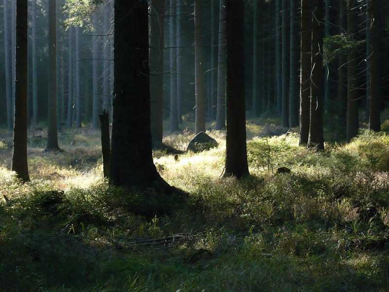 Jedl007.JPG - Jizerské hory - Jedlová