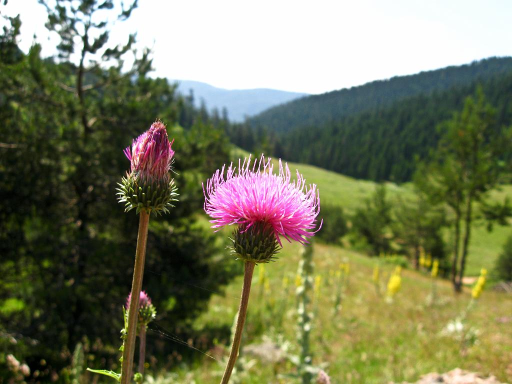 IMG_3348.jpg - Ilgaz Dagi Milli Parki