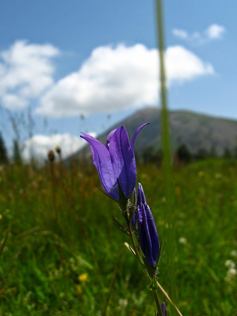 IMG_3365.jpg - Ilgaz Dagi Milli Parki