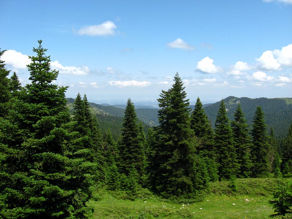 IMG_3385.jpg - Ilgaz Dagi Milli Parki