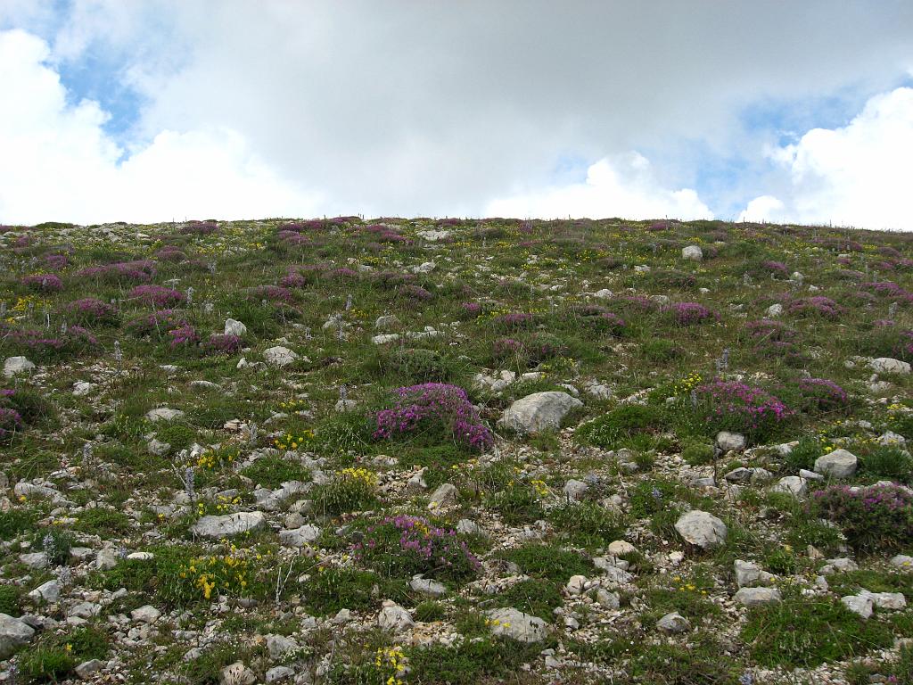 IMG_3490.jpg - Ilgaz Dagi Milli Parki