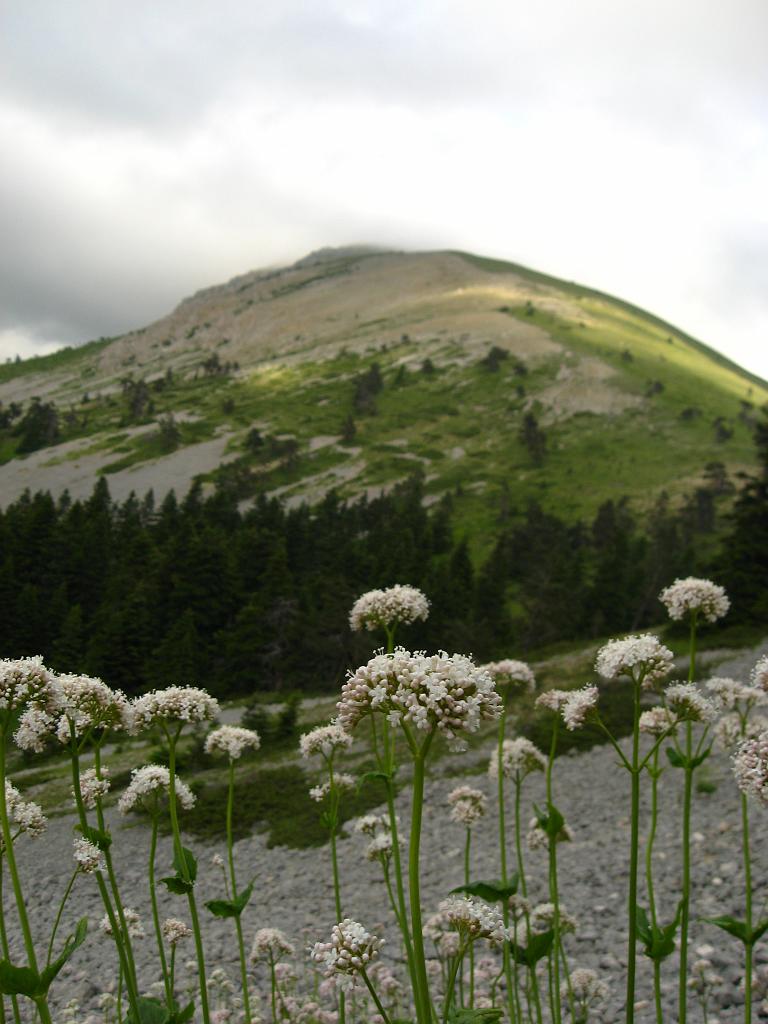 IMG_3604.jpg - Ilgaz Dagi Milli Parki