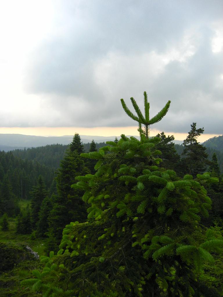 IMG_3615.jpg - Ilgaz Dagi Milli Parki