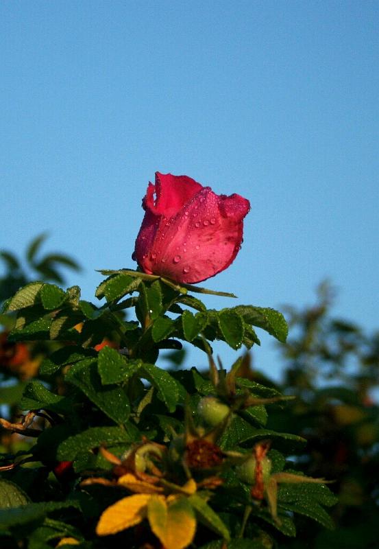 vh_28.JPG - Věra_H