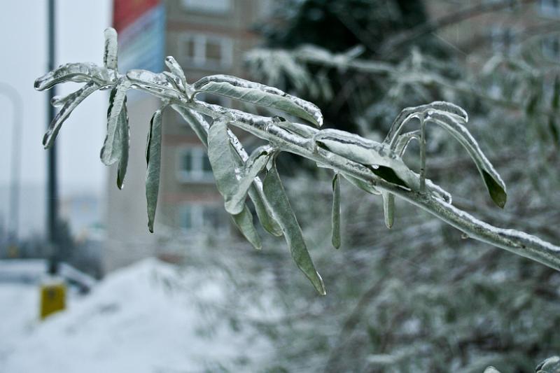 101225-04.jpg - Ledovka