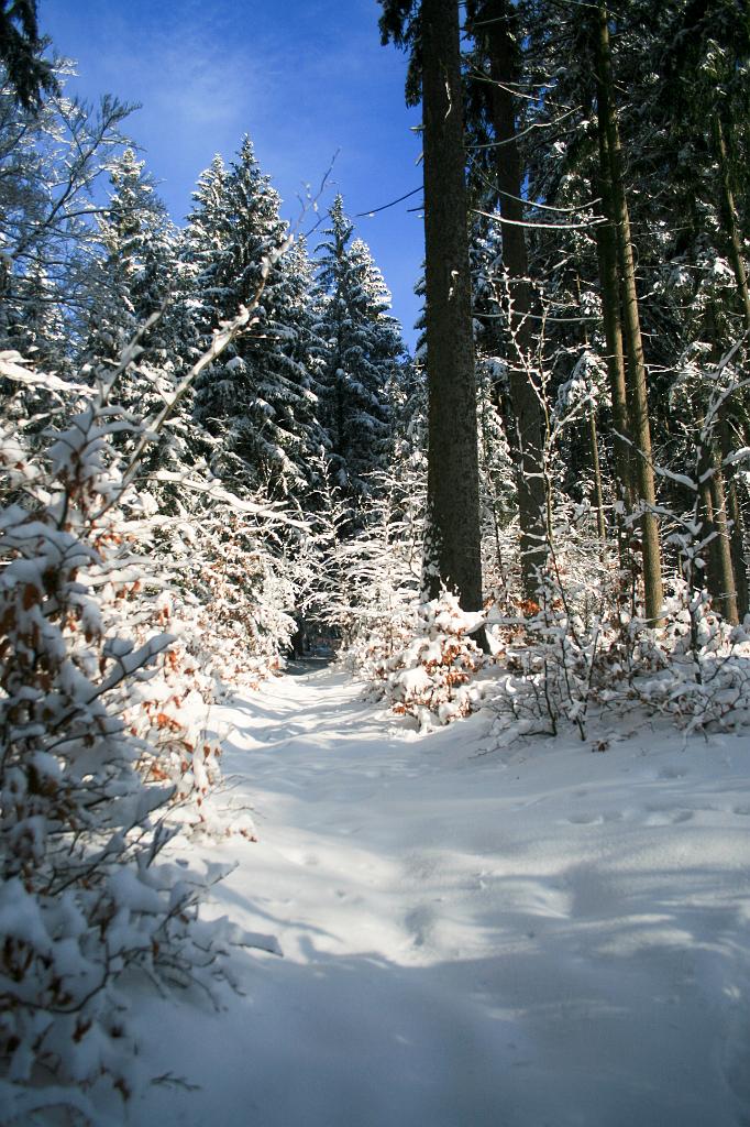 120118-36.jpg - Les nad přehradou