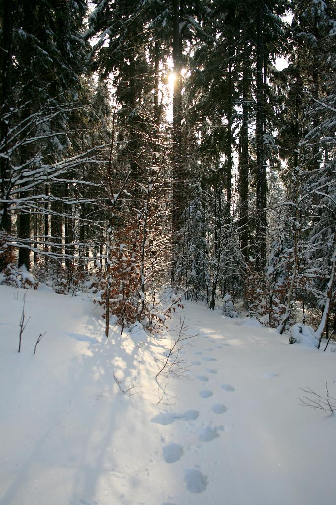 120118-44.jpg - Les nad přehradou