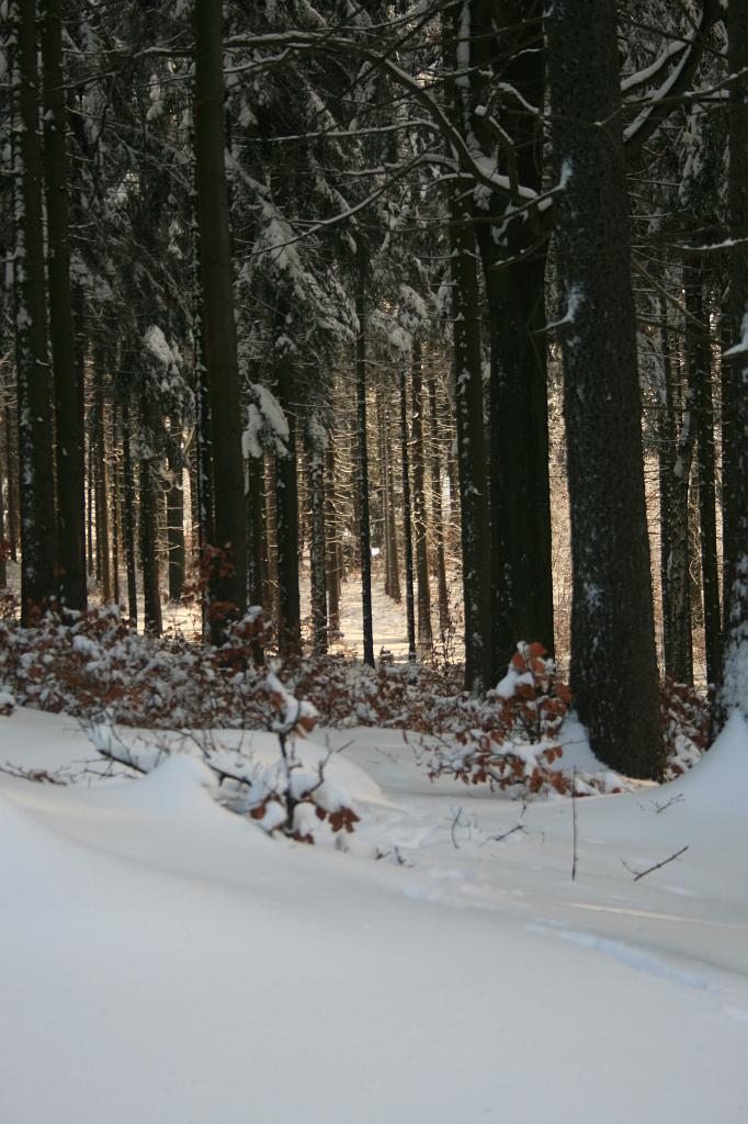 120118-45.jpg - Les nad přehradou