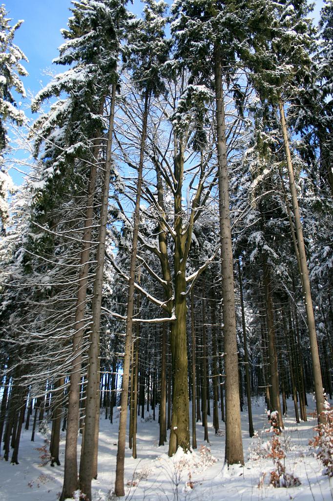 120118-48.jpg - Les nad přehradou